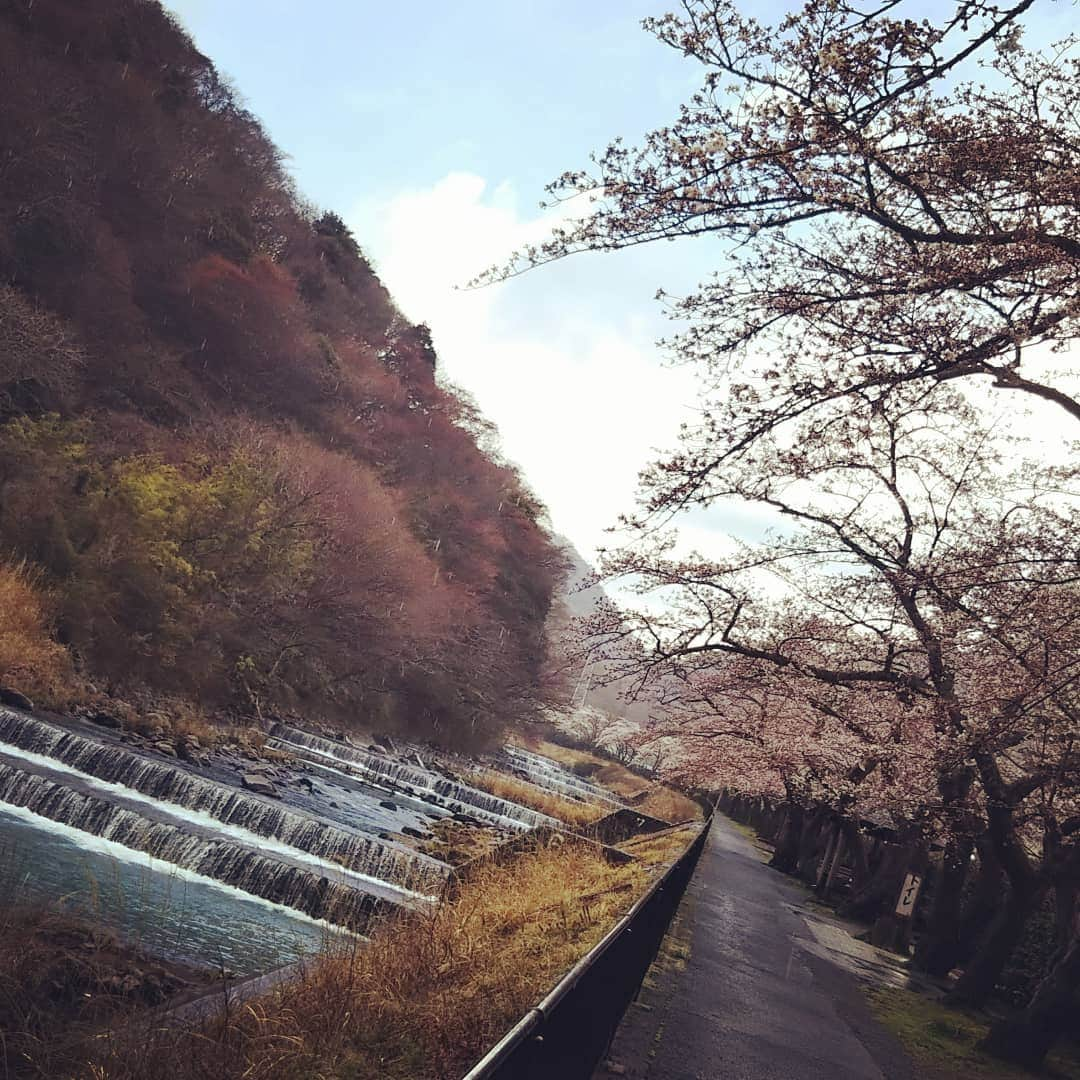 草野歩さんのインスタグラム写真 - (草野歩Instagram)「新年度の始まり。 雨桜もキレイでした🌸 平成が昨日までだったと思ってた、仲間を探してます😂  #新年度#桜#チェリーブロッサム#令和は来月から#今月は平成」4月1日 19時49分 - kusano_ayumi