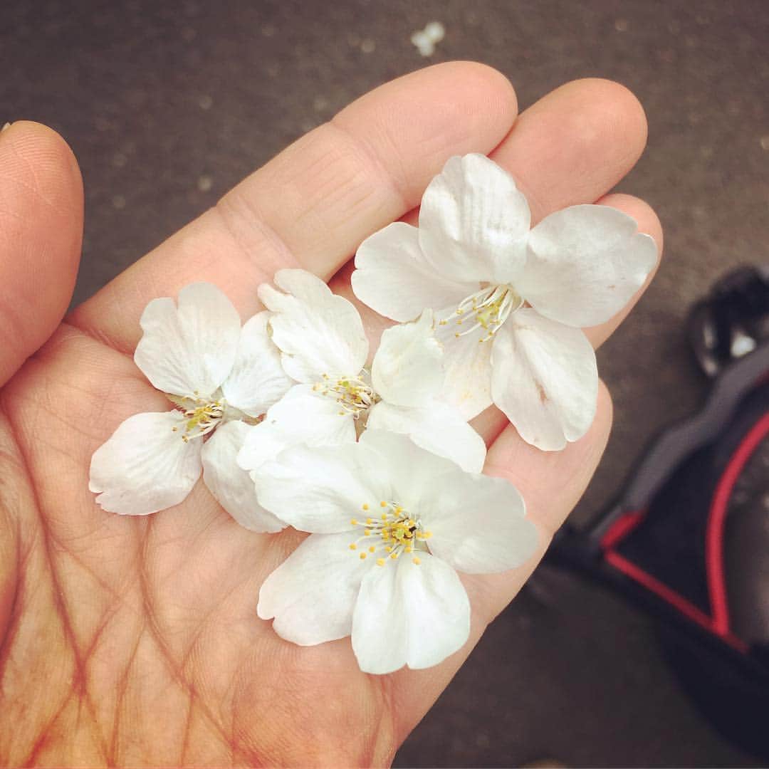 安藤幸代さんのインスタグラム写真 - (安藤幸代Instagram)「令和。 清々しいお天気も手伝って、新しい幕開けにワクワクします。 万葉集からの引用ということで、美しい日本語の雰囲気があり、何度も耳にしていると、じわじわと、その響きの良さも感じてきます^ ^ 平和で、素晴らしい時代となりますように！  #令和 #新元号 #4月1日 #新しい年の始まり #ワクワク #発表の時 #へいわ #と一瞬聞こえて #え！？となった笑笑 #写真が全く関係なくてすみません #桜を楽しむ娘っ子 #綺麗なままの桜を拾ってくれた #去年のお花見とは一味違う成長を感じます」4月1日 19時44分 - andoshouten