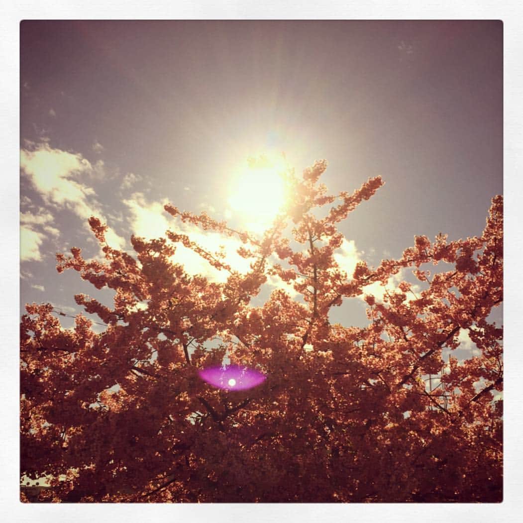 夏子さんのインスタグラム写真 - (夏子Instagram)「気のおけない友人達がいる、それだけで人生豊かだなと最近しみじみ思います。 そしてそんな皆んなも今日からまたひとつ大人になるのかと思うと、勝手に感慨深いです。  四月、  私にとっても身の引き締まる新しい季節の始まりです。」4月1日 19時52分 - natsuko93_official