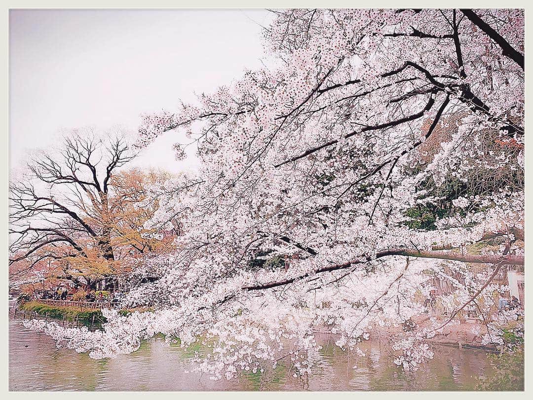 のインスタグラム：「2019.04.01 お花見は毎年井の頭公園と六本木一丁目の桜並木🌸  #花見 #桜#🌸 #井の頭公園#六本木一丁目 #sakura #Cherryblossom」