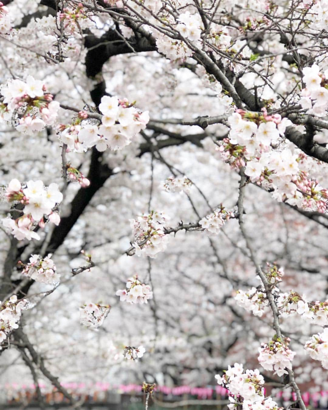 ryokoさんのインスタグラム写真 - (ryokoInstagram)「🌸🌸🌸 桜すごく綺麗だったなぁ🍡 #sakura #nakameguro #fashion #code #coordinate #locari #outfitoftheday #outfit #ebure #vans #vansoldskool #桜 #さくら #平成最後の桜 #桜並木 #中目黒 #中目黒の桜 #リンクコーデ #お花見コーデ #桜色 #ピンク #おやこーで #トレンチコート #スニーカー女子 #カジュアル」4月1日 19時57分 - ry.0123