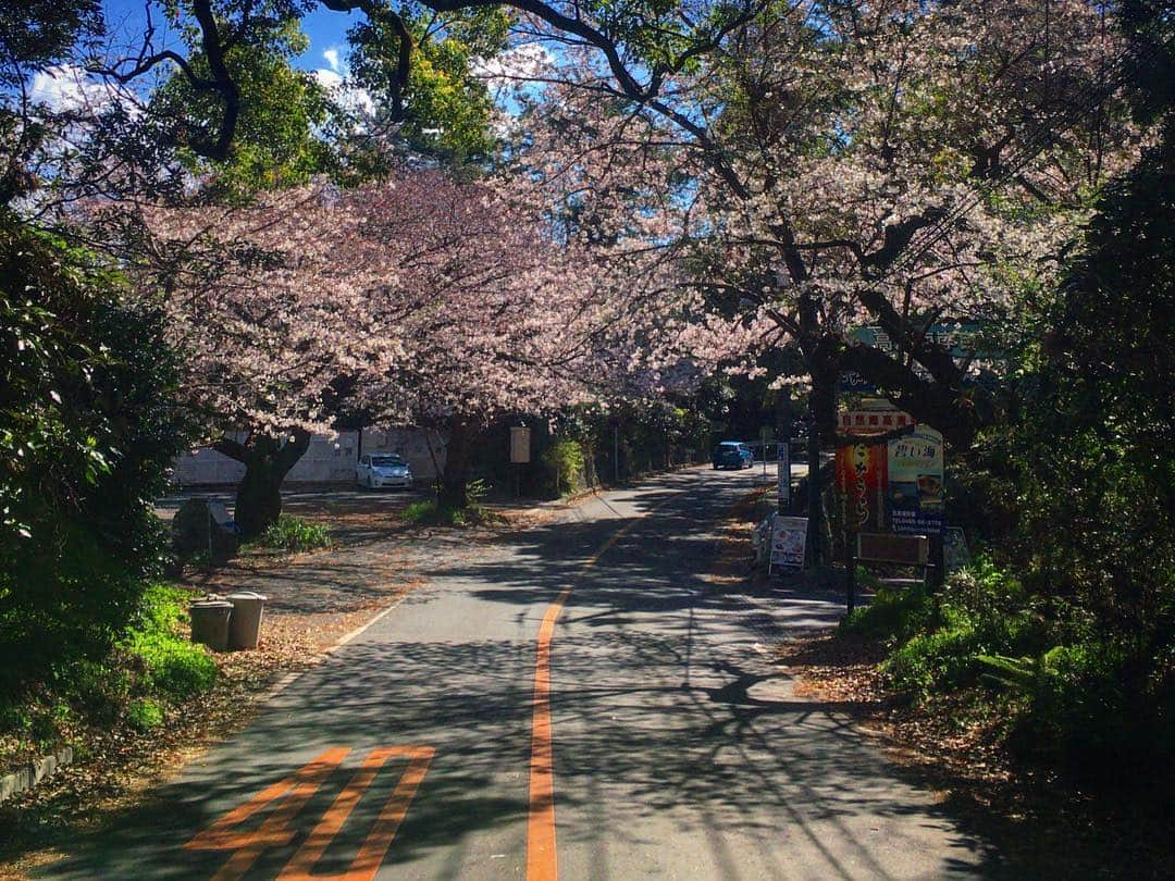 池内万作さんのインスタグラム写真 - (池内万作Instagram)「真鶴半島も桜がいい感じ。 走るの楽しい季節ですね〜。 城址公園の桜は七分咲きだそうです。 今週いっぱいが見頃かな♪」4月1日 20時02分 - mandeshita