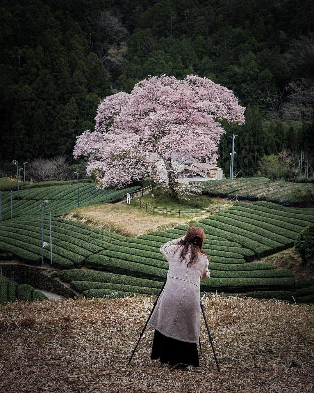 コサさんのインスタグラム写真 - (コサInstagram)「シャッターチャンス📸 目的の手筒花火まで時間があったので「 牛代の水目桜 」へ寄ってきました👍 人気のスポットでしたが、無人になるチャンスも何度かありましたよ〜 . Location:静岡県 Shizuoka/Japan Data:2019.3.30 Model: @noriko.127 . #art_of_japan_ #tokyocameraclub #dpj_member #team_jp_ #IG_PHOS #photo_jpn #ptk_japan #pt_life_ #bestjapanpics #Lovers_Nippon #light_nikon #広がり同盟メンバー #Rox_Captures #LBJ_members #LBJ_桜2019 #as_桜2019 #team_jp_春色2019 #Japan_Daytime_View #はなまっぷ #IGersJP #sorakataphoto #nipponpic_member #jp_portrait部 #colorsjp #LINES_and_POINTS #super_japan_channel #photo_travelers #Ray_moment #as_archive#vivid_impact」4月1日 20時04分 - kosa_photo