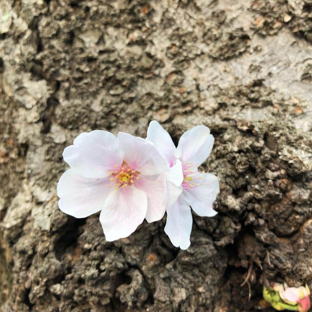 Megumiさんのインスタグラム写真 - (MegumiInstagram)「今日の #桜 #東京」4月1日 20時05分 - paix2megumi