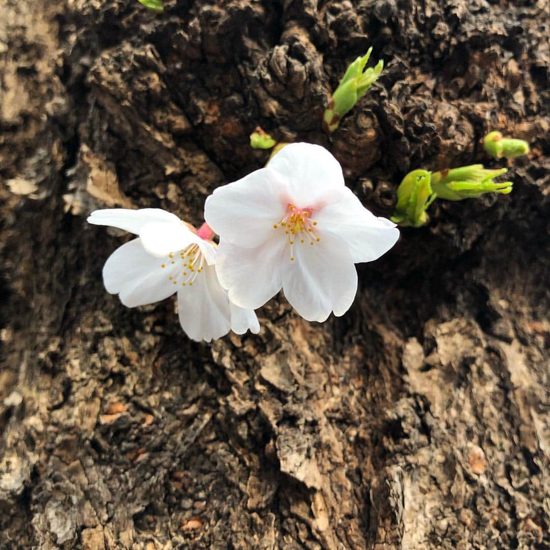 Megumiさんのインスタグラム写真 - (MegumiInstagram)「今日の #桜 #東京」4月1日 20時05分 - paix2megumi