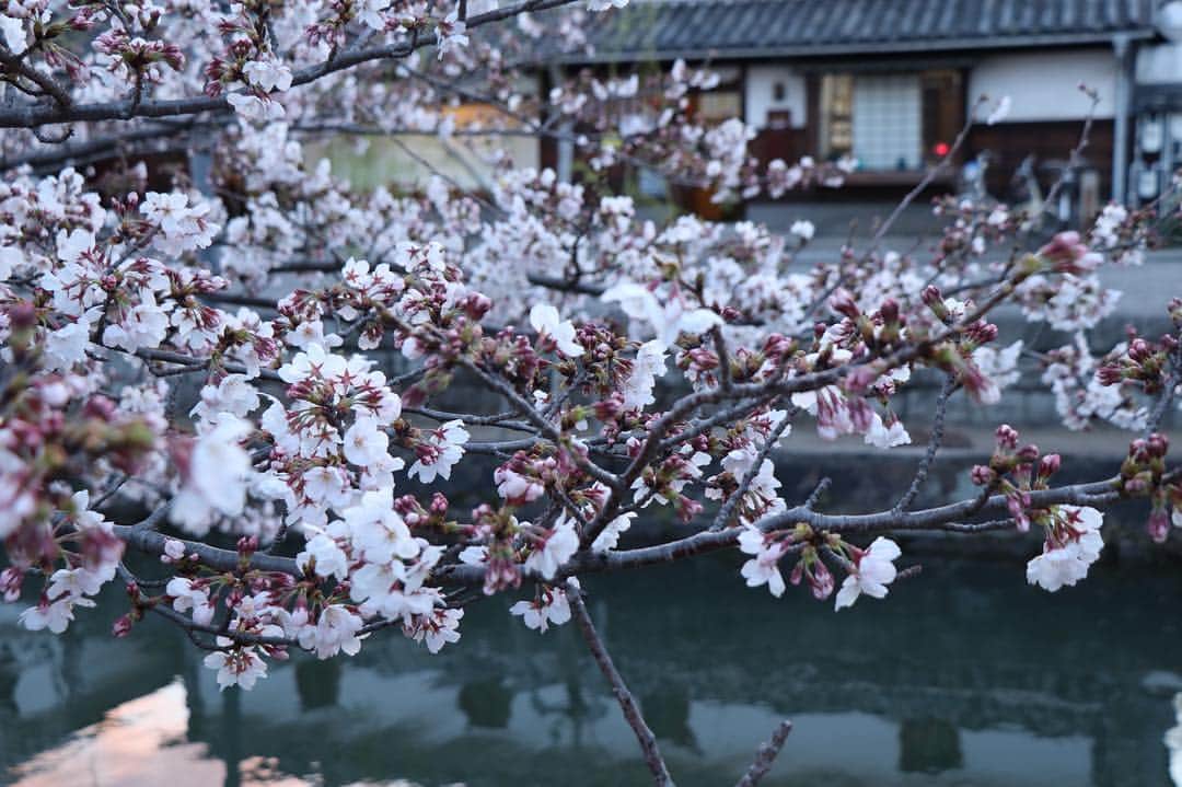 倉敷市さんのインスタグラム写真 - (倉敷市Instagram)「【 4月1日美観地区の桜】 4月1日、倉敷美観地区。 桜の様子です。  だいぶ開花が進んできました。  場所によってかなり咲いている所とまだまだ蕾の所がありますね。 今週末まで持って欲しいです。  #桜 #さくら #花見 #sakura #倉敷市 #倉敷 #kurashiki  #クラシキ文華 #クラシキブンカ #kurashikibunka #kurabunka  #japan #japantrip #travel #trip #旅 #旅行 #instgramjapan #美観地区 #倉敷美観地区 #bikanhistoricalquarter #oldhouse #白壁 #蔵 #運河 #canal #visitjapanjp」4月1日 20時08分 - kurashiki_city