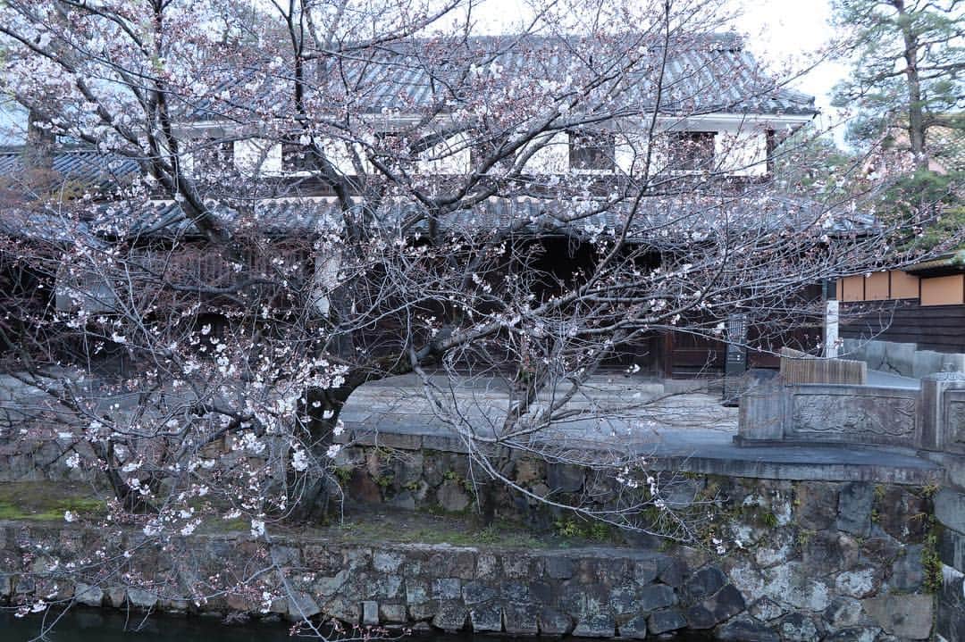 倉敷市さんのインスタグラム写真 - (倉敷市Instagram)「【 4月1日美観地区の桜】 4月1日、倉敷美観地区。 桜の様子です。  だいぶ開花が進んできました。  場所によってかなり咲いている所とまだまだ蕾の所がありますね。 今週末まで持って欲しいです。  #桜 #さくら #花見 #sakura #倉敷市 #倉敷 #kurashiki  #クラシキ文華 #クラシキブンカ #kurashikibunka #kurabunka  #japan #japantrip #travel #trip #旅 #旅行 #instgramjapan #美観地区 #倉敷美観地区 #bikanhistoricalquarter #oldhouse #白壁 #蔵 #運河 #canal #visitjapanjp」4月1日 20時08分 - kurashiki_city