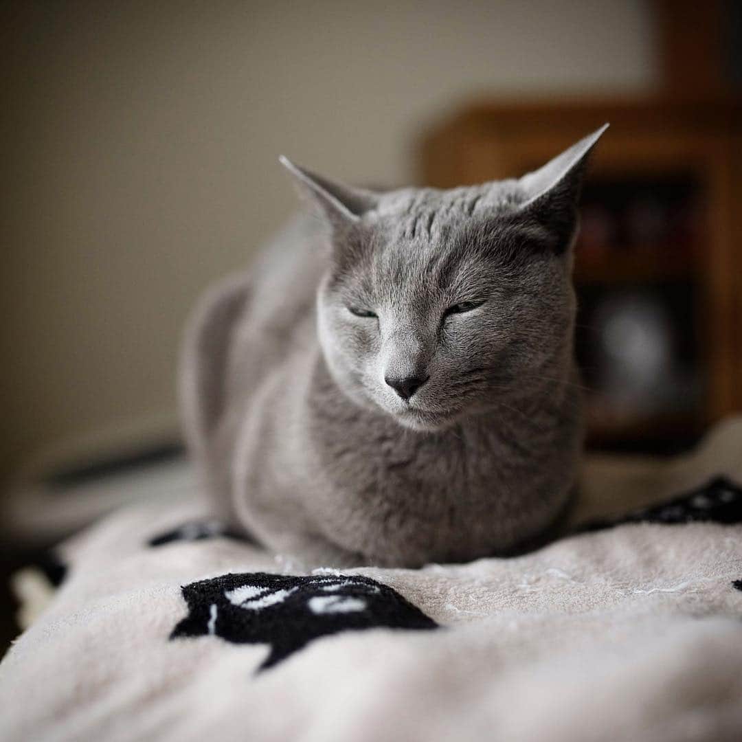 のインスタグラム：「Happy Monday ...😽💤😪-(Azu)  今日から新年度！🌸 自宅マンションの大規模修繕工事始まったけど、仕事終わって夜帰ってきたら猫らは普通だった。 これからもっとうるさくなってストレス心配、、工事早く終われ〜🌀. . #新元号 #令和  #インスタサボりな飼い主 . #cat #russianblue #猫 #ねこ #ロシアンブルー #chat  #gato #greycat  #greeneyes #emeraldeyes #ふわもこ部 #にゃんすたぐらむ  #みんねこ  #INSTACAT_MEOWS #catstocker #meowsandwoofs #excellent_cats #meowvswoof #catsofworld #TopCatPhoto  #cutepetclub #IgAnimal_Snaps #cat_features #bestmeow」