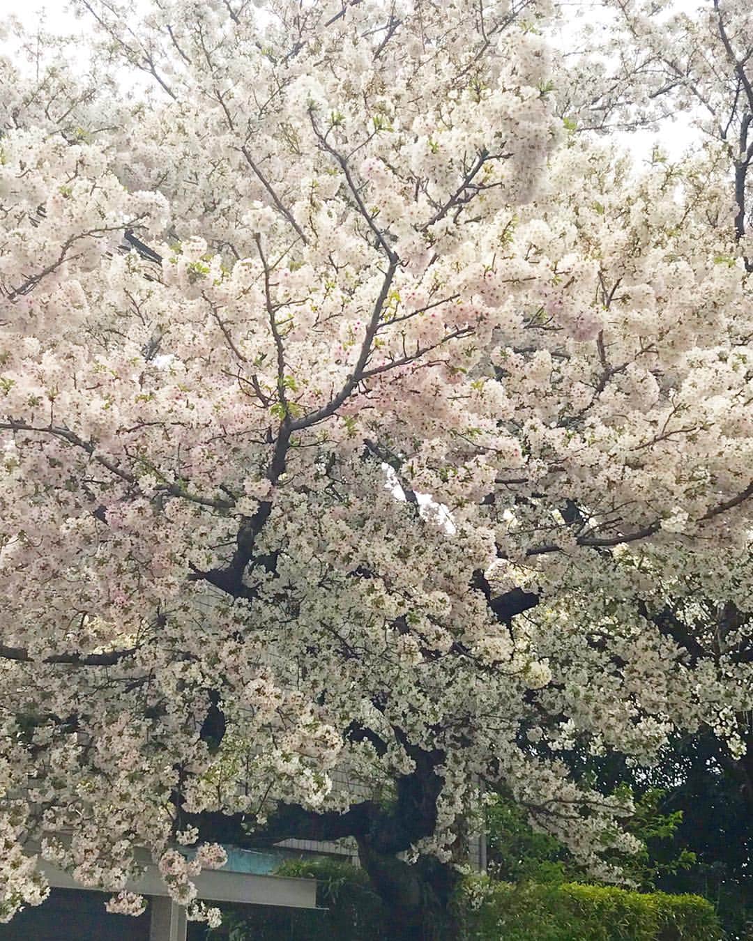 平子理沙さんのインスタグラム写真 - (平子理沙Instagram)「🌸Cherry blossoms 🌸😍🌸 今年の桜❣️わたしの生まれ育った 成城に、桜を見に行きました🌸 可愛いピンクワールドに癒されました〜〜😊🌸 #桜#cherryblossom #lifestyle #fashion #beauty #risahirako #平子理沙」4月1日 20時14分 - risa_hirako
