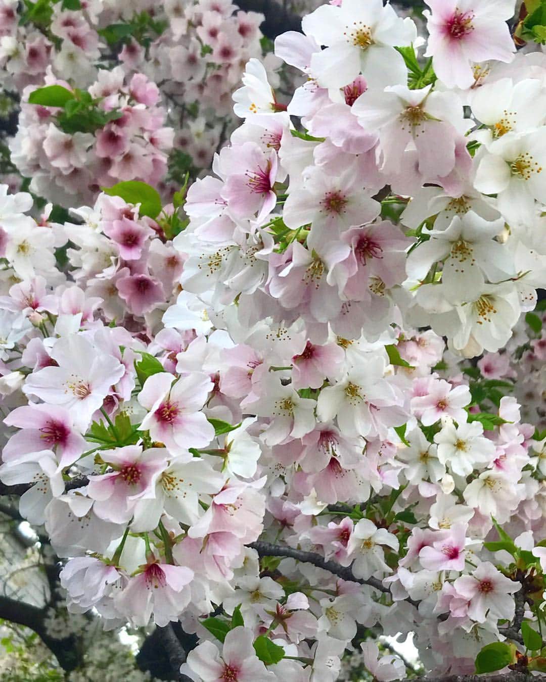平子理沙さんのインスタグラム写真 - (平子理沙Instagram)「🌸Cherry blossoms 🌸😍🌸 今年の桜❣️わたしの生まれ育った 成城に、桜を見に行きました🌸 可愛いピンクワールドに癒されました〜〜😊🌸 #桜#cherryblossom #lifestyle #fashion #beauty #risahirako #平子理沙」4月1日 20時14分 - risa_hirako