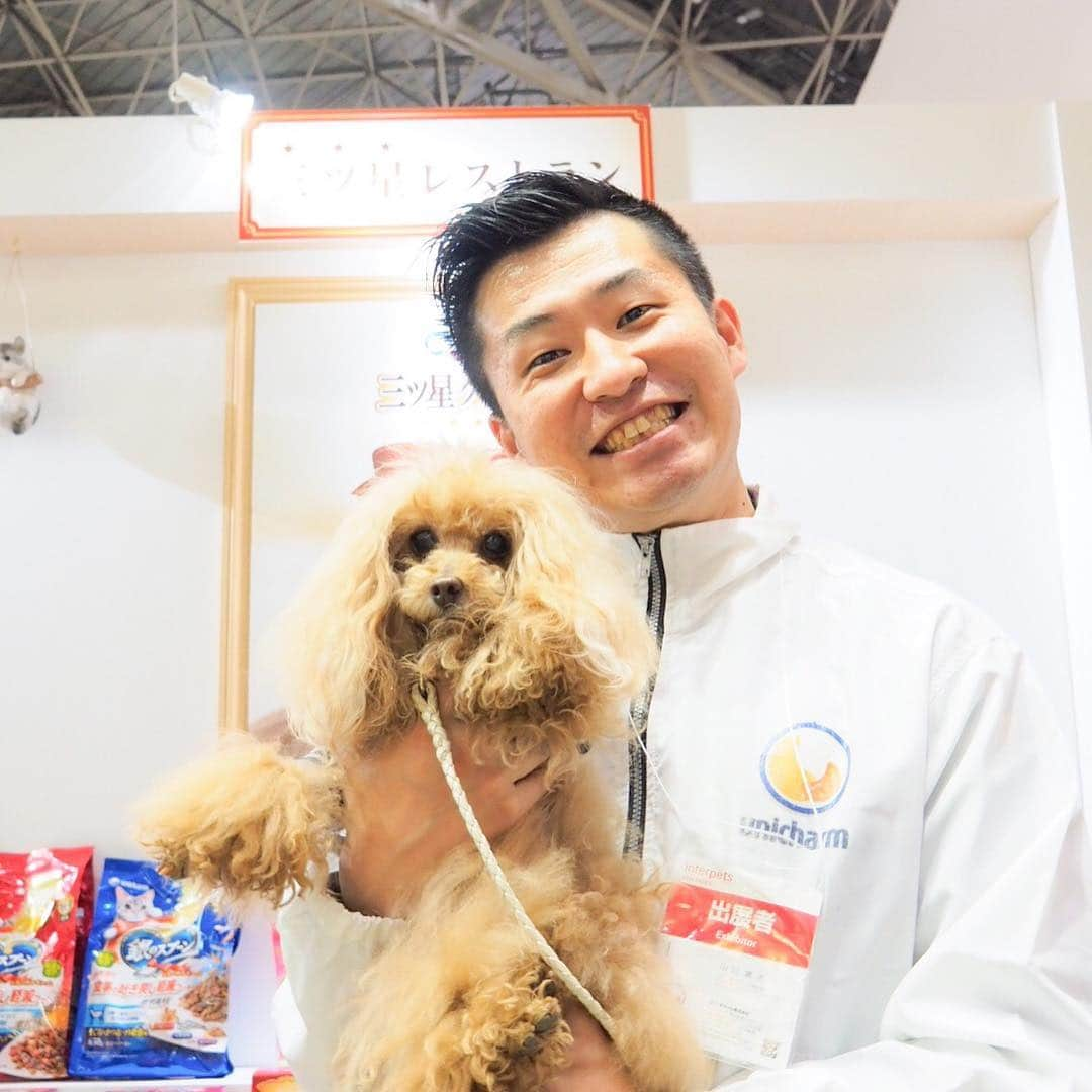 Toypoodle Mikuru?Asakusa Tokyoのインスタグラム