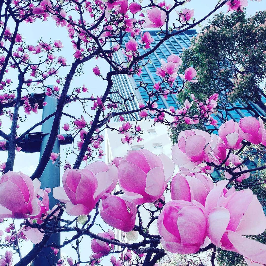 筒井菜月のインスタグラム：「ピンクの美しい木蓮🌸 花言葉は「持続性」  木蓮は地球上で最古の花木と言われていて、✨ 何と1億年以上前からこの地球上に咲いているんです。  時代や年号は変わっても、昔からずっと変わらない美しさ✨  心が癒されます🥰  #happy #木蓮 #花 #missinternational #missjapan #missinternationaljapan #beautypageant #ミスコン  #筒井菜月 #占女 #開運道アドバイザー #開運道サロン #女性限定 #占い #タロット #運命学 #九星気学 #手相 #癒し #美 #love #happy #beautiful #instagood #japan #tokyo #visitjapan」
