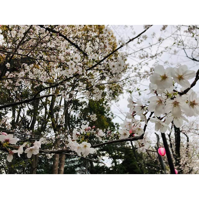 赤瀬紗也香のインスタグラム：「❁ . 4月1日▷▶︎▷▶︎ 入社して丸2年経ちました✈️ たくさんの出会いと素晴らしい環境に感謝をし 3年目も自分らしく頑張ります🌸 - そして明日から日本選手権が始まります。 Speedoさんのnew itemで頑張ります🏊🏼‍♀️ - #ANAAIRPORTSERVICE#ANAAS#3年目 #JSS#speedo#speedojapan #JAPANSWIM2019#辰巳」