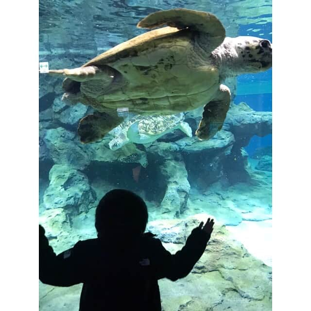 minminmaaaさんのインスタグラム写真 - (minminmaaaInstagram)「・ ・ 今日は息子と水族館デート🐬💕 ・ ・ 水族館のあとはカフェ行ったり、 買い物に付き合ってくれてアドバイスしてくれたり、 まさに小さい彼氏👦🏻💓 ・ ・ いっしょに出かけてくれる間にたくさん色んなところ行きたいな🥰 ・ ・ ・ スワイプ▷▷▷ スキニーにはやっぱり  #マジカルシェリー @majicalsherry_lme ✨ ・ ・ お尻も上がるし手放せません🙌💦 ・ ・ ・ ・ #ママコーデ #ママファッション #プチプラコーデ#シンプルコーデ#コーディネート#着回しコーデ #大人カジュアル#お洒落さんと繋がりたい #ponte_fashion #locari #mamagirl  #uniqlo#gu#gumania #ザラ#ザラジョ #gu_for_all #ユニクロ#apc#plage #水族館#春コーデ」4月1日 20時17分 - minminmaaa