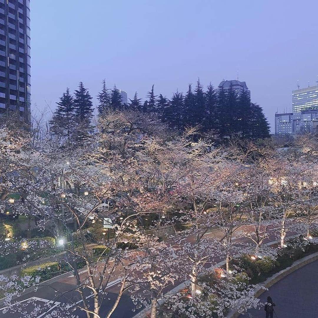 相沢奈緒さんのインスタグラム写真 - (相沢奈緒Instagram)「. 夜桜がすんごく綺麗だった日の写真〜🌸❤︎ そして２枚目は今日の写真〜🐶❤︎笑 . あっとゆうまに４月っ 今月もどうぞよろしくお願いします(⑉•ω•⑉) . #新元号 #令和 #夜桜 #4月スタート」4月1日 20時28分 - ___aizawanao