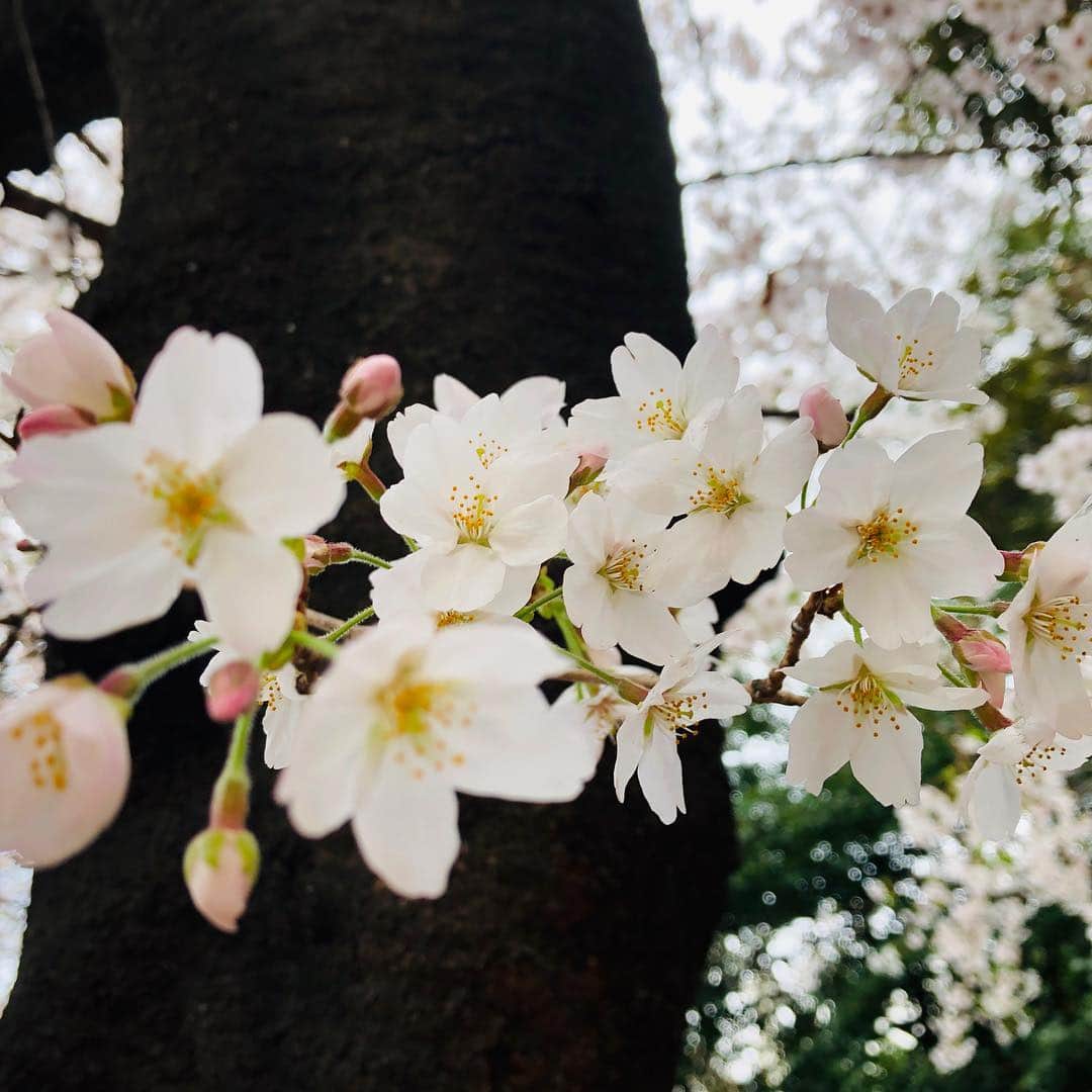 北村悠さんのインスタグラム写真 - (北村悠Instagram)「#桜 #さくら #4月 #japan」4月1日 20時40分 - kitamura_yu_89