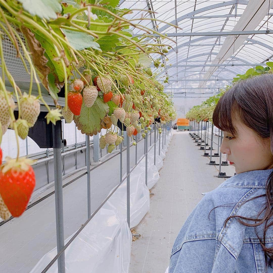 山本彩加さんのインスタグラム写真 - (山本彩加Instagram)「#いちご狩り に🍓✨ . . . 種類がたくさんあって、 どれも甘くてめちゃめちゃ美味しかったですーーー🥰💕 . お花にミツバチがとまってて 可愛すぎて撮った📷💗 . . #いちご #春休み満喫」4月1日 20時51分 - ayaka48_yanyan