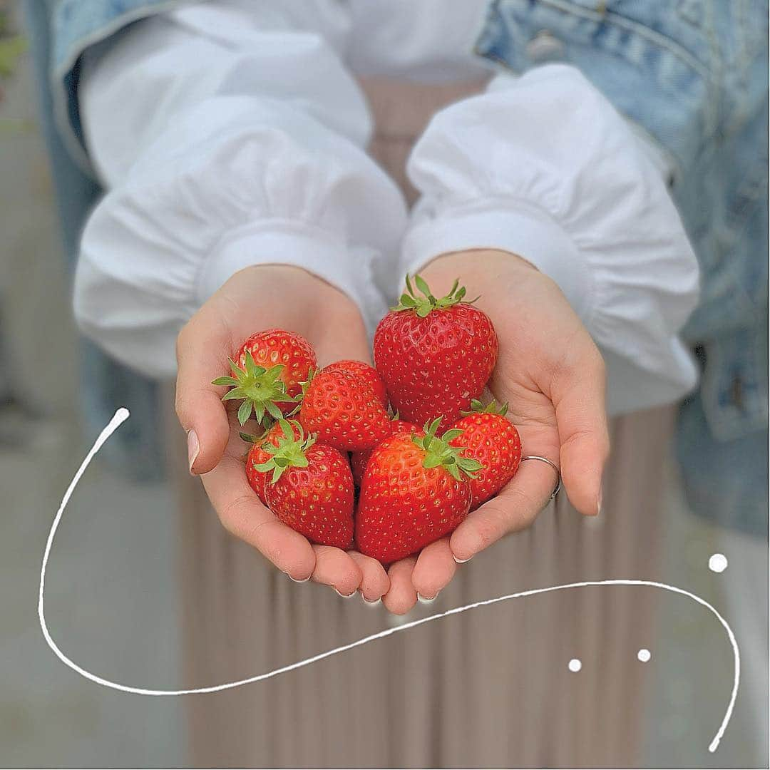 山本彩加さんのインスタグラム写真 - (山本彩加Instagram)「#いちご狩り に🍓✨ . . . 種類がたくさんあって、 どれも甘くてめちゃめちゃ美味しかったですーーー🥰💕 . お花にミツバチがとまってて 可愛すぎて撮った📷💗 . . #いちご #春休み満喫」4月1日 20時51分 - ayaka48_yanyan