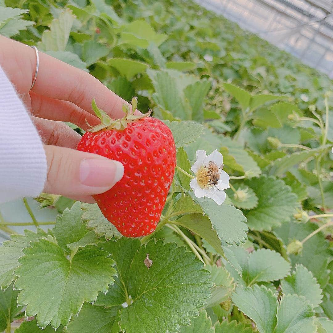 山本彩加さんのインスタグラム写真 - (山本彩加Instagram)「#いちご狩り に🍓✨ . . . 種類がたくさんあって、 どれも甘くてめちゃめちゃ美味しかったですーーー🥰💕 . お花にミツバチがとまってて 可愛すぎて撮った📷💗 . . #いちご #春休み満喫」4月1日 20時51分 - ayaka48_yanyan