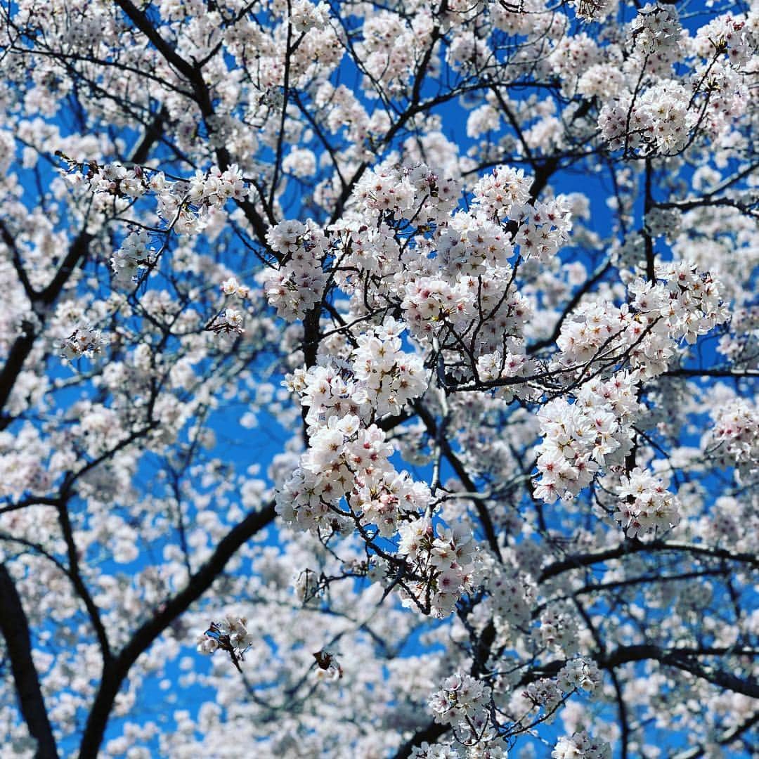 森岡良介さんのインスタグラム写真 - (森岡良介Instagram)「🌸🌸🌸🌸🌸🌸🌸🌸🌸🌸🌸🌸🌸 #桜 #さくら #サクラ #SAKURA #PINK」4月1日 20時43分 - morley681075