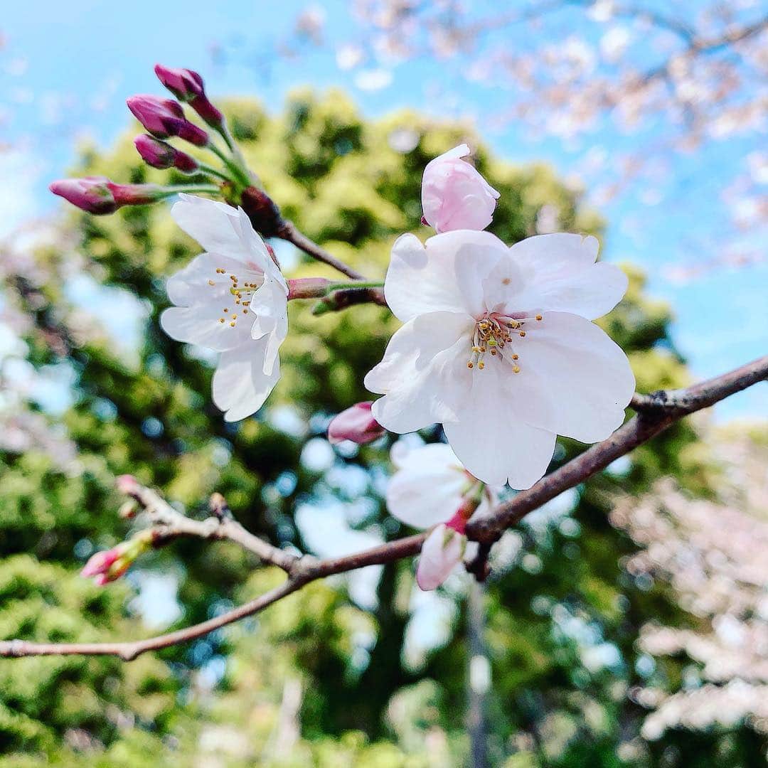 筒井菜月のインスタグラム：「桜の花言葉は「精神美」🌸 実はバラ科の桜💕  花びらが地上に落ちる前にキャッチできたら 恋人が出来るかも...? 花びらをキャッチするように チャンスも自ら掴むもの✨  1回で掴め無くても、キャッチ出来るまで  諦めずに何回もチャレンジしよう😊  上を向いて真剣な眼差しの、その姿が美しいから✨🥰✨ #桜 #花びら #missinternational #missjapan #missinternationaljapan #beautypageant #ミスコン  #筒井菜月 #占女 #開運道アドバイザー #開運道サロン #女性限定 #占い #タロット #運命学 #九星気学 #手相 #癒し #美 #love #happy #beautiful #instagood #japan #tokyo #visitjapan」