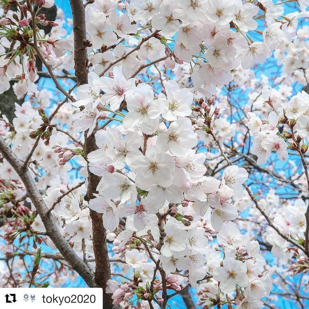 オリンピックさんのインスタグラム写真 - (オリンピックInstagram)「🤩 🌸 @tokyo2020 ・・・ Sharing the most beautiful moment in Tokyo, #sakura in full bloom 🌸 This time next year, the Olympic Torch Relay will begin! . | Photo by Tokyo 2020」4月1日 20時57分 - olympics