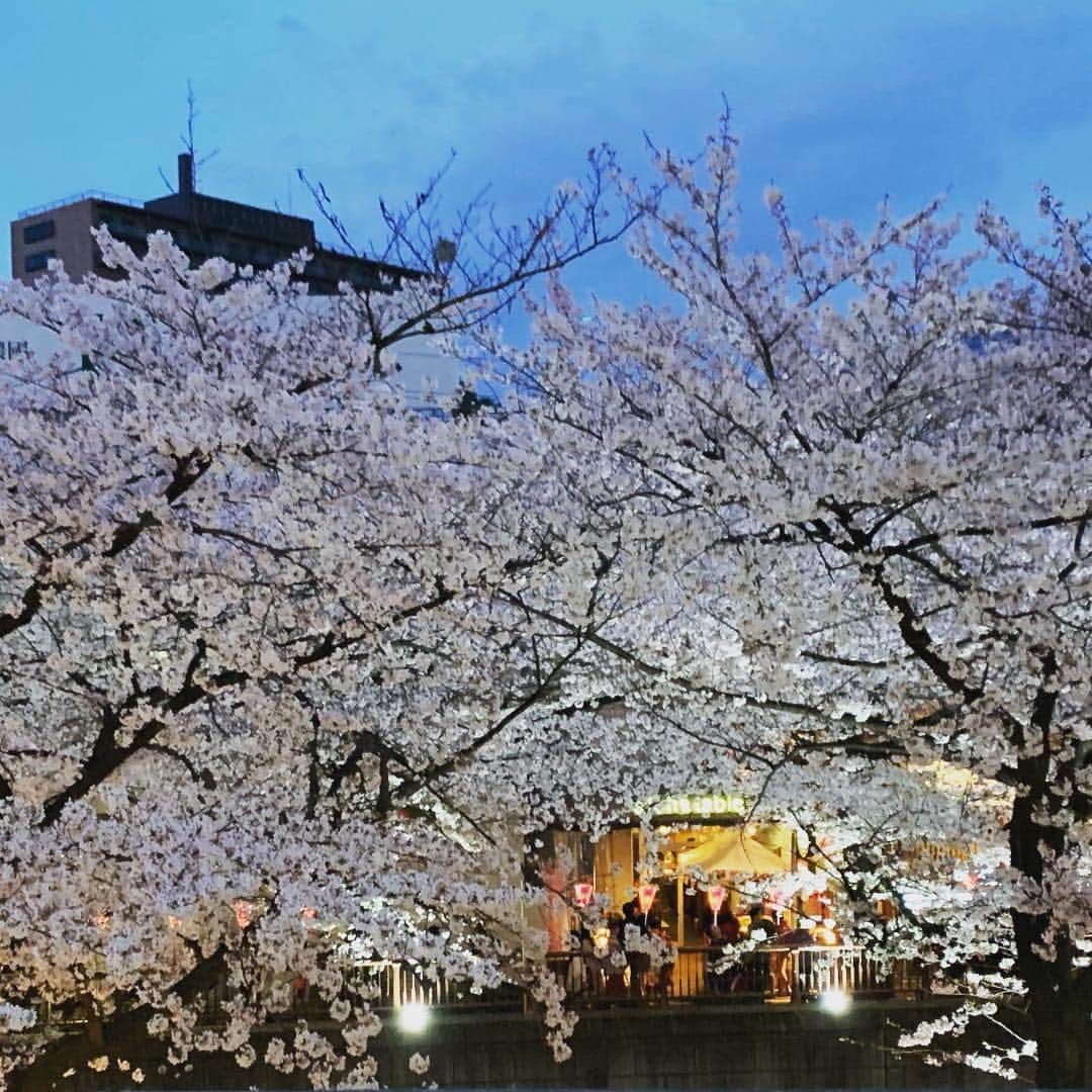 椎名桔平さんのインスタグラム写真 - (椎名桔平Instagram)「#目黒川 #桜 すごい人。年々増えてる気がします。」4月1日 20時58分 - kippeishiina