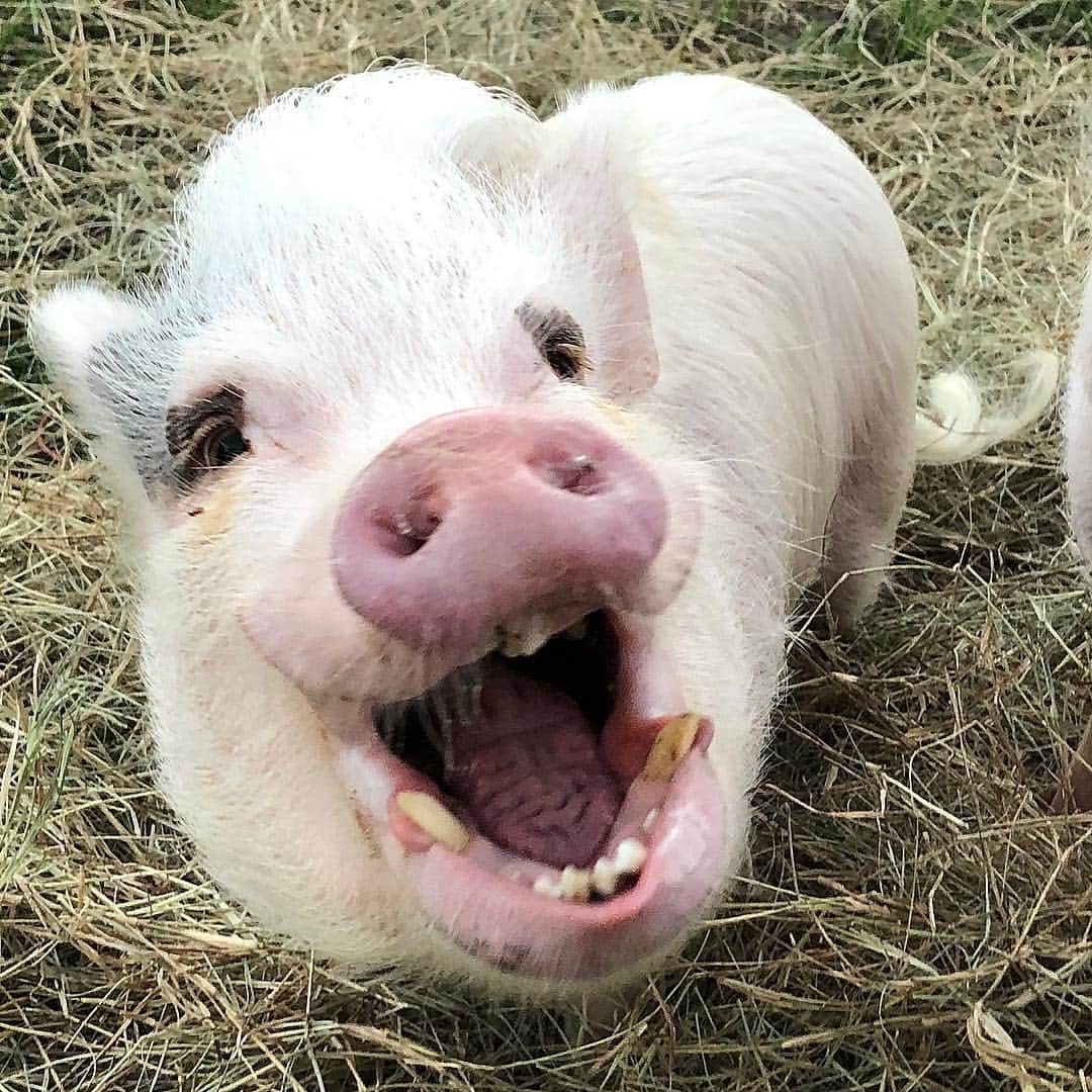 Priscilla and Poppletonさんのインスタグラム写真 - (Priscilla and PoppletonInstagram)「Silly Pop wanted me to let everyone know that he has retired his Poppleshark suit and moved in with the goats. He is going to be a barn pig now.🙈#outsidepig #poppleshark #farmlife #haythere #countryliving #retired #SillyPop #PrissyandPop」4月1日 20時59分 - prissy_pig