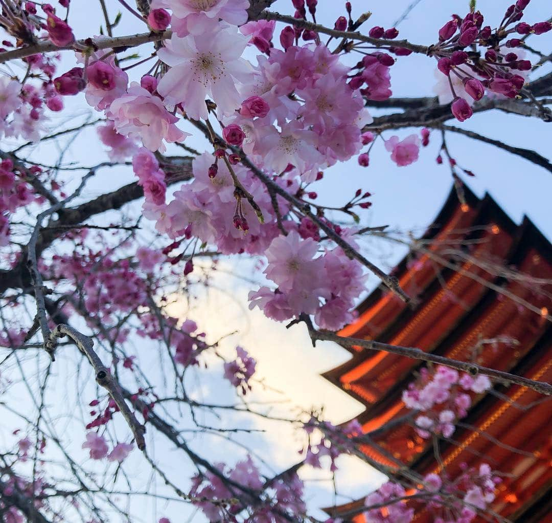 山口夏実さんのインスタグラム写真 - (山口夏実Instagram)「今年も広島の厳島神社🦌🌸 鹿と桜のコラボレーションが見たかった🥰可愛すぎる〜😭😭😭 夕日もすっごく綺麗だった🥺🙏 今日は宮島に泊まって明日は牡蠣をたくさん食べるんだ🌸🥺 ＊ ＊ #宮島 #厳島神社 #鹿 #広島 #広島旅行 #日本 #miyajima #hiroshima #旅行 #みぃちゃんの笑い声😂」4月1日 21時02分 - natsumi19910625