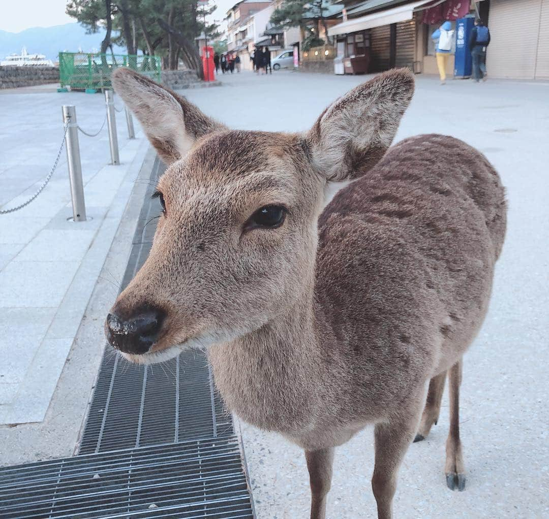 山口夏実さんのインスタグラム写真 - (山口夏実Instagram)「今年も広島の厳島神社🦌🌸 鹿と桜のコラボレーションが見たかった🥰可愛すぎる〜😭😭😭 夕日もすっごく綺麗だった🥺🙏 今日は宮島に泊まって明日は牡蠣をたくさん食べるんだ🌸🥺 ＊ ＊ #宮島 #厳島神社 #鹿 #広島 #広島旅行 #日本 #miyajima #hiroshima #旅行 #みぃちゃんの笑い声😂」4月1日 21時02分 - natsumi19910625