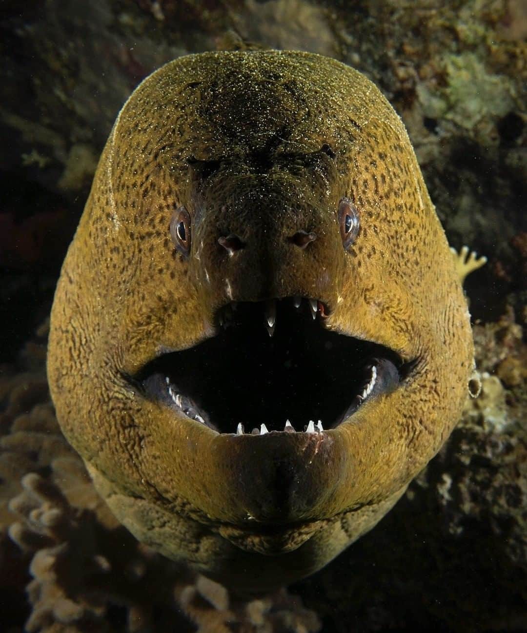 のインスタグラム：「Photo by @bertiegregory | A giant moray eel on a coral reef at night in the northern Red Sea, Egypt. Despite their intimidating looks and their size (they can grow up to 10 feet/3 meters in length), these eels are rarely aggressive toward divers. Their mouth is a marker of their mood. Surprisingly, if they are opening and closing their mouth and baring their teeth, they are relaxed and it's safe to approach. If their mouth is closed, keep your distance! //To get an up-close look at animals that survive our planet's most extreme environments, watch #HostilePlanet on @natgeochannel tonight at 9/8c.//」