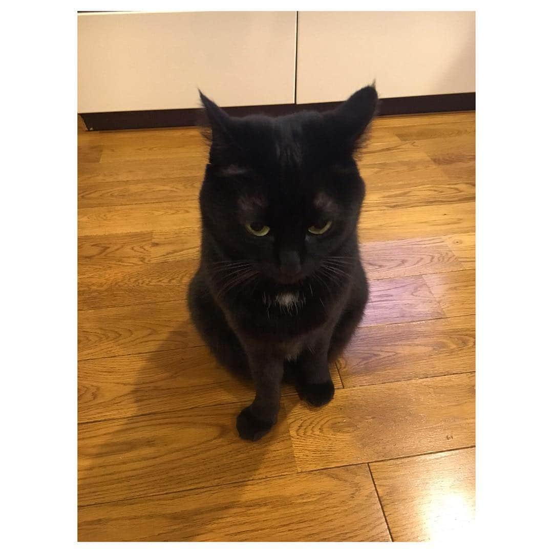 中田絢千のインスタグラム：「🦅🦅🦅🦅😾😾😾😾 頭のいいカラスにかばんを漁られ、ちょっとした手土産をひゅーーーーんと持ち逃げされ。ひゅーーんと飛び去られるのを遠くに眺めるコントみたいな新年度はじまり。 奴らはマジ賢いよね、、という話を聞いてもらうの図。 ・ せっかくの手土産を盗られたのは げげげ、と思ったものの、ひと笑い。どこかこころがほっとしながら温かくはじまりました。四月。#令和」