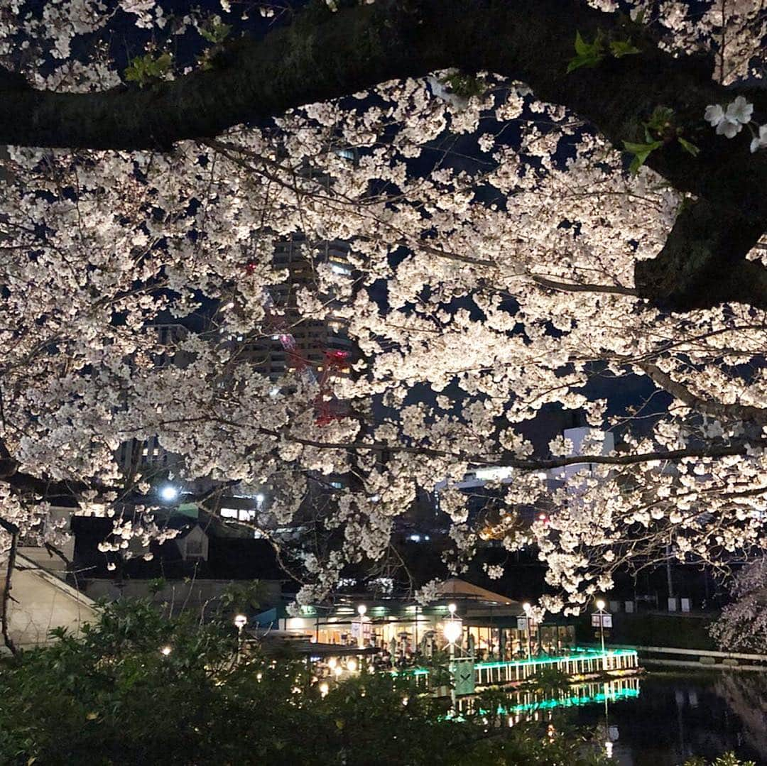 森木美和さんのインスタグラム写真 - (森木美和Instagram)「夜桜🌸✨ ﻿ ﻿ 素敵な夜☺️ ﻿ ﻿ #大好き❤#最高 #飯田橋 #神楽坂 #市ヶ谷#桜#満開#sakura#女子会 #満開 ﻿﻿ #ootd#fashion#travel#旅行#model#photo#photography#portrait#ポートレート#amazing#fashion#ファッション#コーデ#follow#instalike#smile#followme#happy#love﻿﻿ ﻿」4月1日 21時06分 - miwamoriki