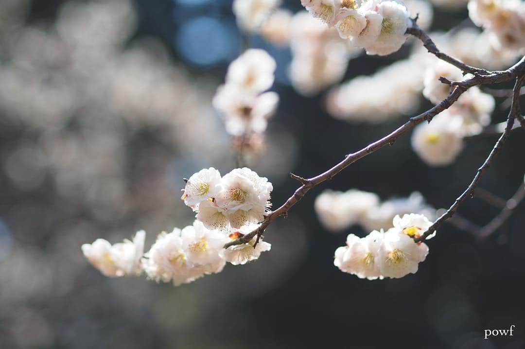 anemone_69さんのインスタグラム写真 - (anemone_69Instagram)「. 新元号、なんでもよいけれど まだ「梅の花」の出番があってヨカッタ！！ . . #ポストしそびれてただけ . . #umeblossom #ume #ウメ #梅 #白梅 #オモイノママ #殿ヶ谷戸庭園 . . .」4月1日 21時06分 - powf