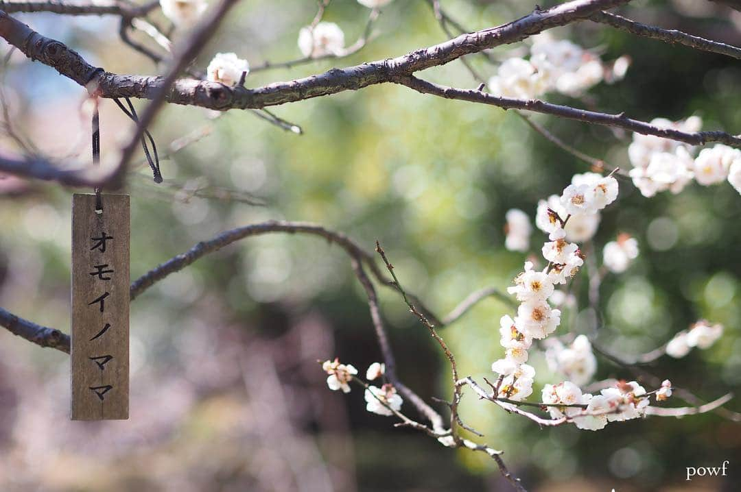 anemone_69さんのインスタグラム写真 - (anemone_69Instagram)「. 新元号、なんでもよいけれど まだ「梅の花」の出番があってヨカッタ！！ . . #ポストしそびれてただけ . . #umeblossom #ume #ウメ #梅 #白梅 #オモイノママ #殿ヶ谷戸庭園 . . .」4月1日 21時06分 - powf