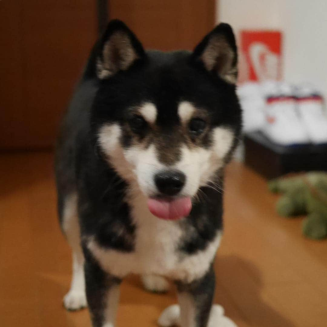 くろさんのインスタグラム写真 - (くろInstagram)「#👅 #kuroshiba #blackshiba #shibainu #shibastagram #instadog #dogstagram #柴犬 #黒柴 #黑柴 #日本犬 #和犬 #シニア犬 #癒し犬 #いぬら部 #ふわもこ部 #柴犬部 #モフモフ生命体 #柴犬のいる暮らし #わんこのいる暮らし #わんこのいる生活 #わんこと一緒 #わんダフォ #わんだふるjapan #チョイペロ #ちょいぺろ」4月1日 21時11分 - m6bmw