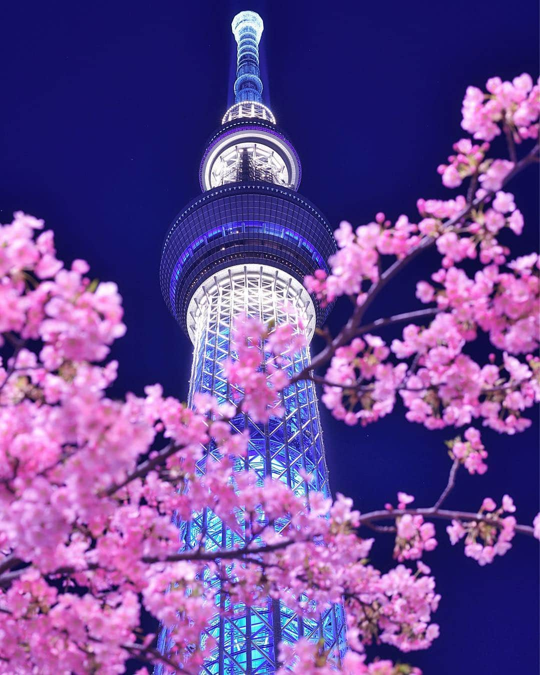 ❤?❤❤❤ Sayo ??❤?❤️❤️❤️のインスタグラム：「★ 河津桜とスカイツリー Kawazu-cherry blossoms & Tokyo Skytree ★. . Location Tokyo. . 全国で桜の開花を耳にする今日この頃、ソメイヨシノより少し早く開花するピンクの河津桜とスカイツリーのコラボ写真です〜令和に決まった新元号、皆さま残り少ない平成の今月もどうぞよろしくです😊🌸. . #IGersJP  #as_archive  #東京カメラ部 #instagramjapan  #instagram  #pt_life_  #pocket_nights  #jaw_dropping_shots #theworldshotz #ig_nightview  #longexposure_japan  #Japan_Night_View  #bestphoto_japan #s_shot  #photo_jpn #広がり同盟  #ptk_japan #japan_of_insta #ap_japan_  #super_japan_channel  #hubsplanet  #IG_JAPAN #jp_gallery #special_spot_ #photo_travelers  #addicted_to_nights  #super_night_channel  #night_gram #light_nikon #night_captures」