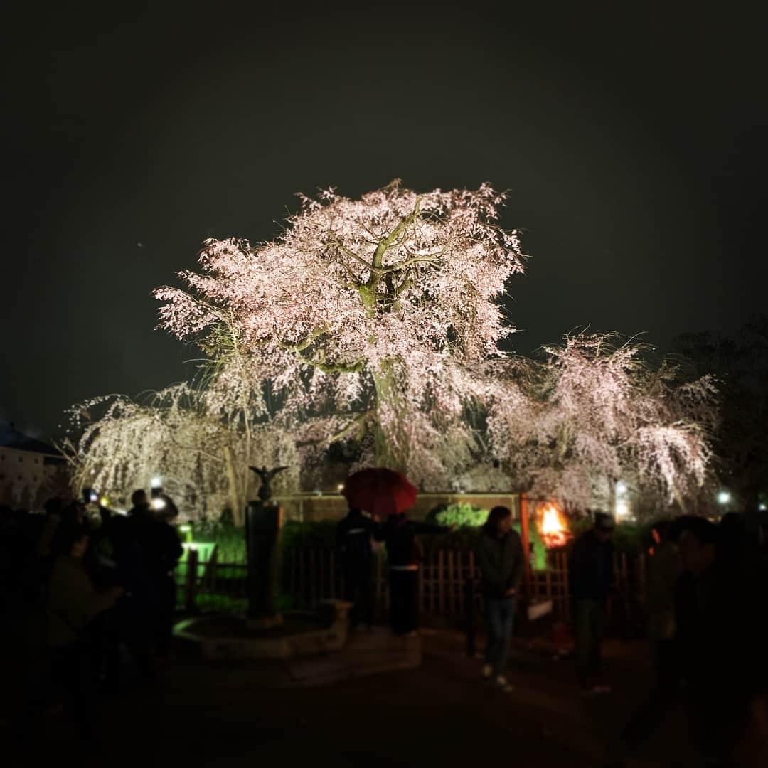 DJ AIKO 62さんのインスタグラム写真 - (DJ AIKO 62Instagram)「今年も会いに来れてよかった円山公園のしだれ桜です。極寒でした😅吐く息は白く、芯から冷えました。 #円山公園 #動画録る余裕なし #極寒 #beautiful #桜 #🌸」4月1日 21時12分 - djaiko62