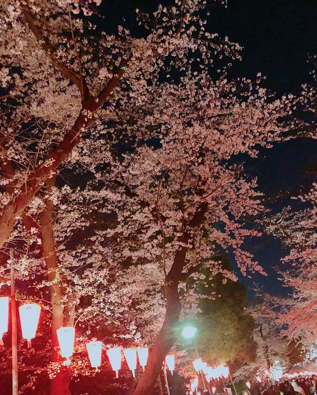 まういさんのインスタグラム写真 - (まういInstagram)「まずは上野公園！2年連続で来れてよかった。たぶん一年ぶりに食ったけどじゃがバターの美味さに驚愕した日でした。なんなら桜の素晴らしさに勝るとも劣らない衝撃で、家でも作ろうかなとも思ったんだけどきっと作ったところでなんか違うんだろうなぁ。 船橋にもお花見に行けるかな。 あ、それと今日から俺サラリーマンになりました！タイミング的にアレだけどガチですｗ記念すべき初出勤を終えたけれども今日はパソコンの環境設定で1日を使ったよ･･･ 何をしてるのかは、事を成してから言おうと思うけども早速明後日はNHKの取材と収録だ。 明日は雨降らないでね  #上野公園の桜 #上野公園 #お花見」4月1日 21時20分 - mauie_cayton