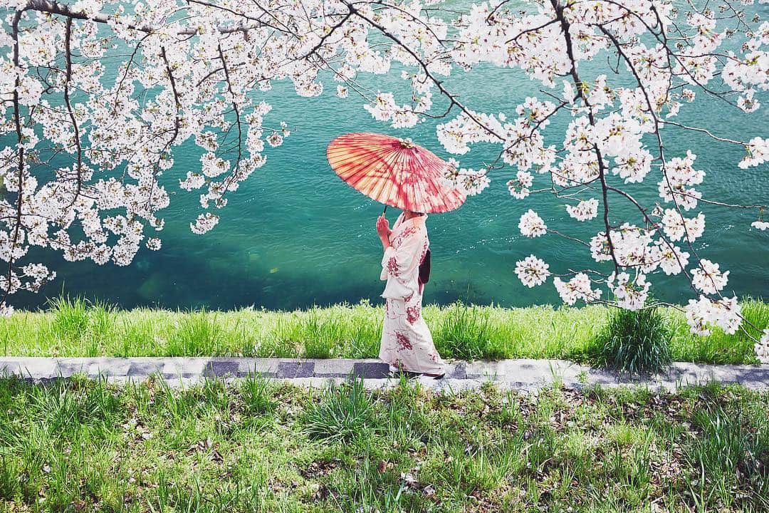 Najiiのインスタグラム：「Cherry blossoms」
