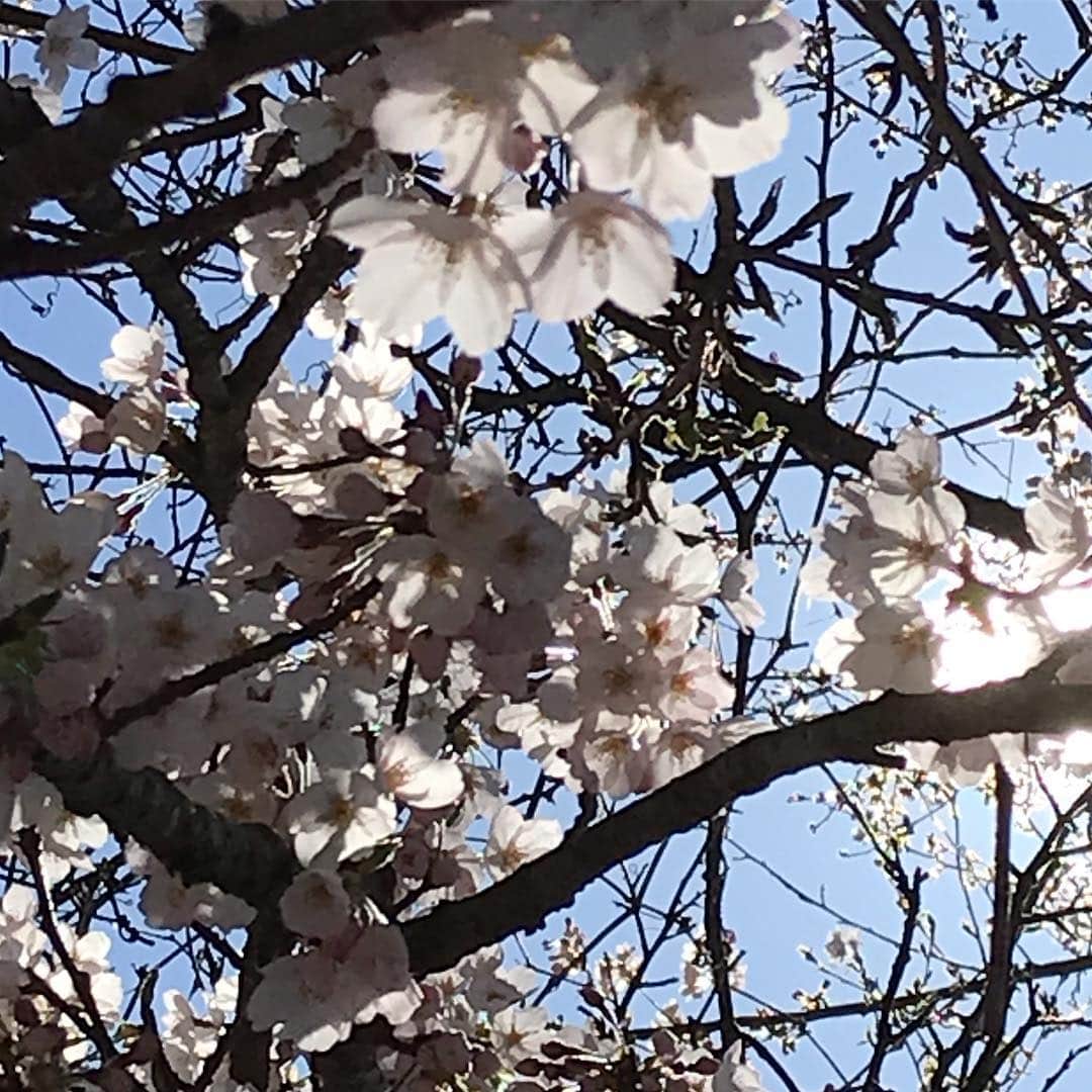 原口あきまささんのインスタグラム写真 - (原口あきまさInstagram)「4月ですよ〜。 #桜  #アンダリゾート伊豆高原 #エイプリルフール#嘘つくの忘れた# この桜は本物#新元号決まりました#令和」4月1日 21時32分 - akimasa_haraguchi