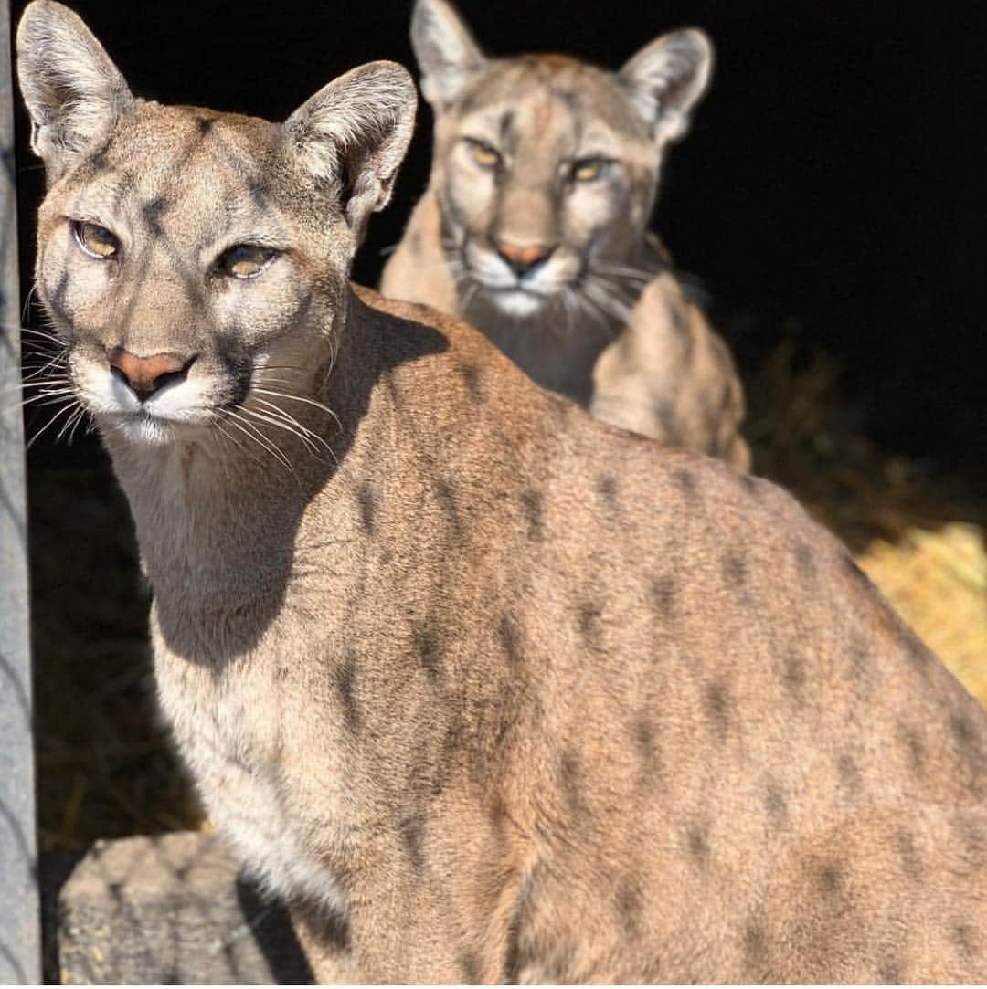 Black Jaguar-White Tiger さんのインスタグラム写真 - (Black Jaguar-White Tiger Instagram)「Rebeca & Blue (Behind)... #BluesPrideBJWT #SavePumas  Pic by @johnmac_bjwt」4月1日 21時43分 - blackjaguarwhitetiger