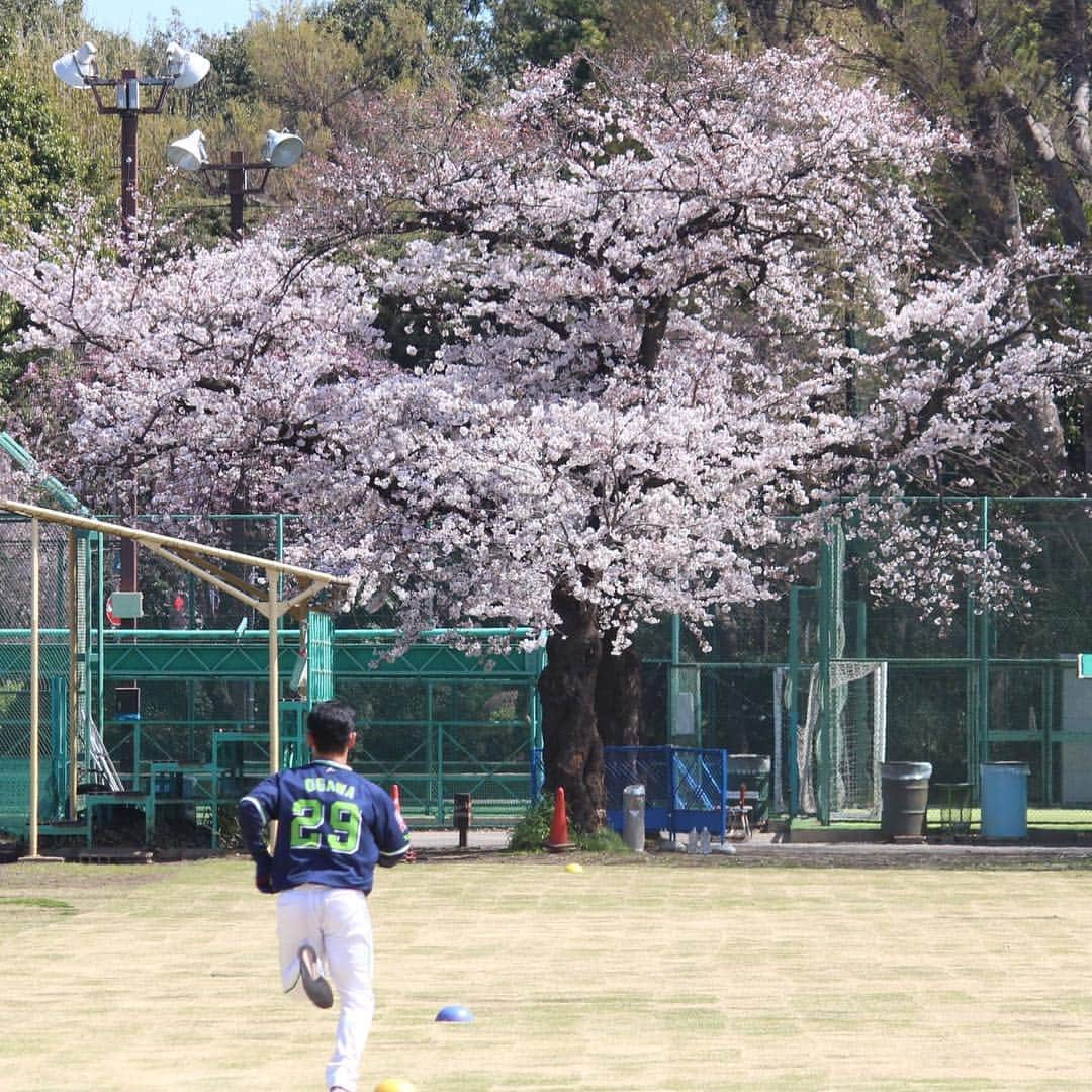 小川泰弘のインスタグラム：「桜が満開です🌸 明日から神宮開幕です！皆さま、是非球場に遊びに来て、ご声援のほど宜しくお願いします！ ＃球春#桜＃神宮＃ヤクルトスワローズ」