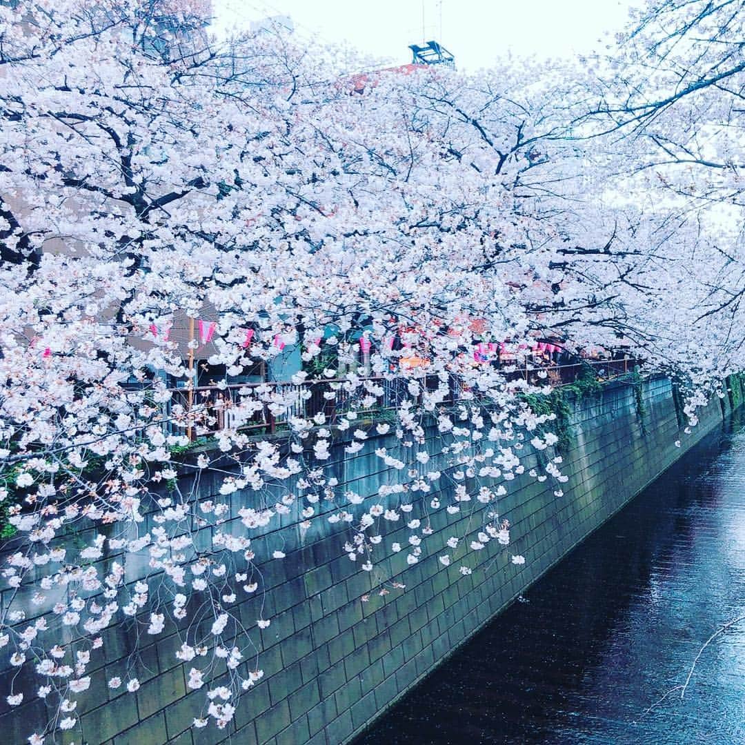 香月一也さんのインスタグラム写真 - (香月一也Instagram)「リフレッシュで桜見てきた😤 最高ーー！仕上がってる！」4月1日 21時35分 - kazuyaya0416