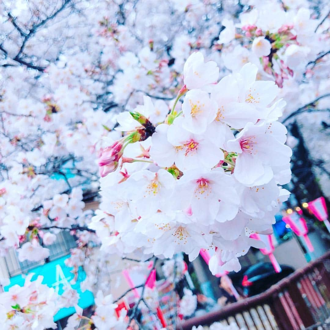 香月一也さんのインスタグラム写真 - (香月一也Instagram)「リフレッシュで桜見てきた😤 最高ーー！仕上がってる！」4月1日 21時35分 - kazuyaya0416