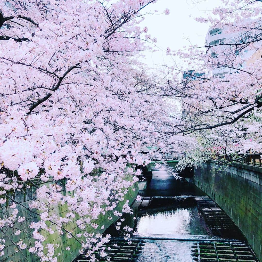香月一也さんのインスタグラム写真 - (香月一也Instagram)「リフレッシュで桜見てきた😤 最高ーー！仕上がってる！」4月1日 21時35分 - kazuyaya0416