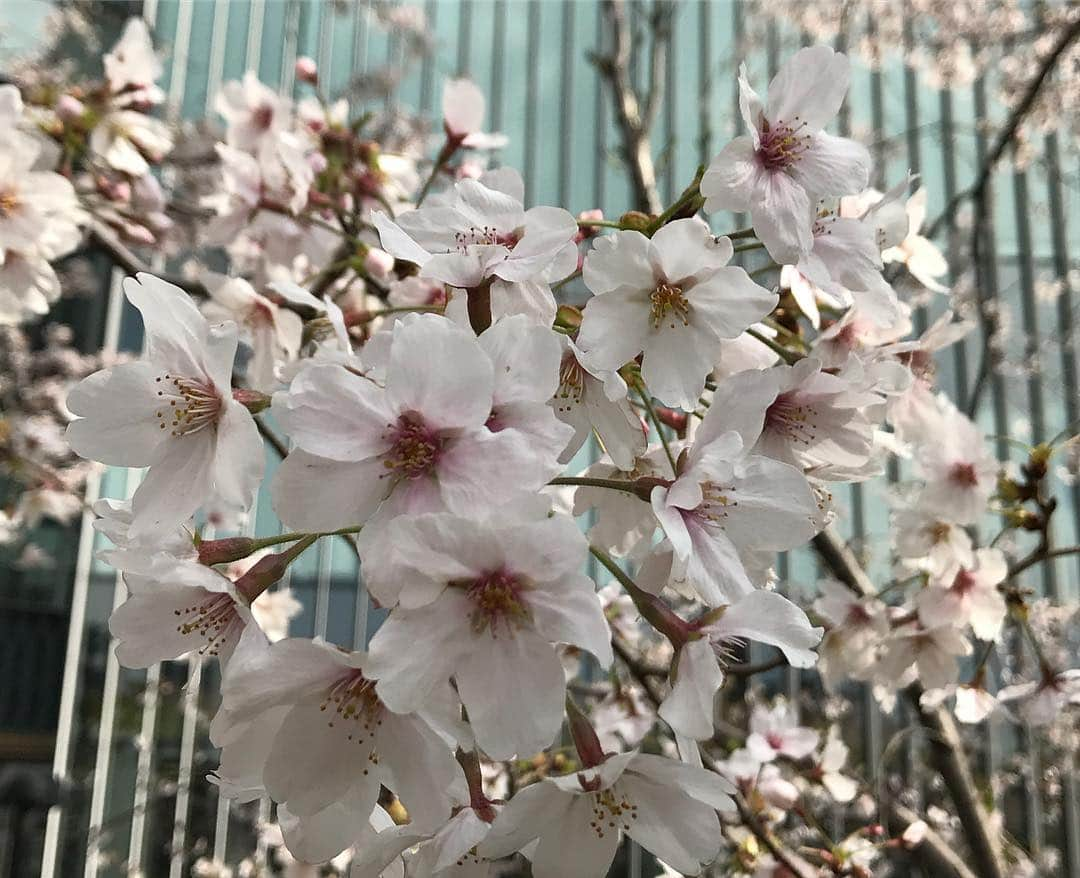 駒田奈美さんのインスタグラム写真 - (駒田奈美Instagram)「・ ・ ・ 「桜を眺めながらランチしたい🌸」 ・ ・ そんな願いが叶うランチ♡ ・ ・ 満開の桜を眺めながらのランチは贅沢なひと時 ・ 折角だから… 海鮮のお料理に白ワインを♪ ・ ・ たまにはそんなご褒美も良いんじゃないかな^ ^ ・ ・ ・ まだまだお花見は続きます…🌸 ・ ・ ・ #駒田奈美#オスカープロモーション#モデル#アラフォー#お花見#ミッドタウン#桜#花#満開#海鮮#ランチ#白ワイン#ワイン#ムルソー#贅沢#ひと時#ご褒美」4月1日 21時37分 - nami.komada