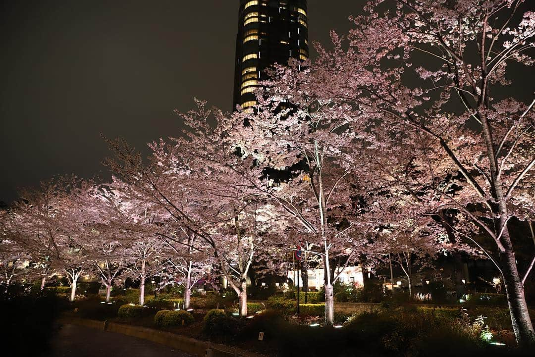 岩隈久志さんのインスタグラム写真 - (岩隈久志Instagram)「今日は体のケアのあとに８年ぶりに日本の夜桜見物をしました！﻿ 次女は生まれてすぐにアメリカに行ったので、生まれて初めて日本の桜を見て嬉しそうでした^_^﻿ ﻿ #cherryblossom」4月1日 21時42分 - hisashiiwakuma_21