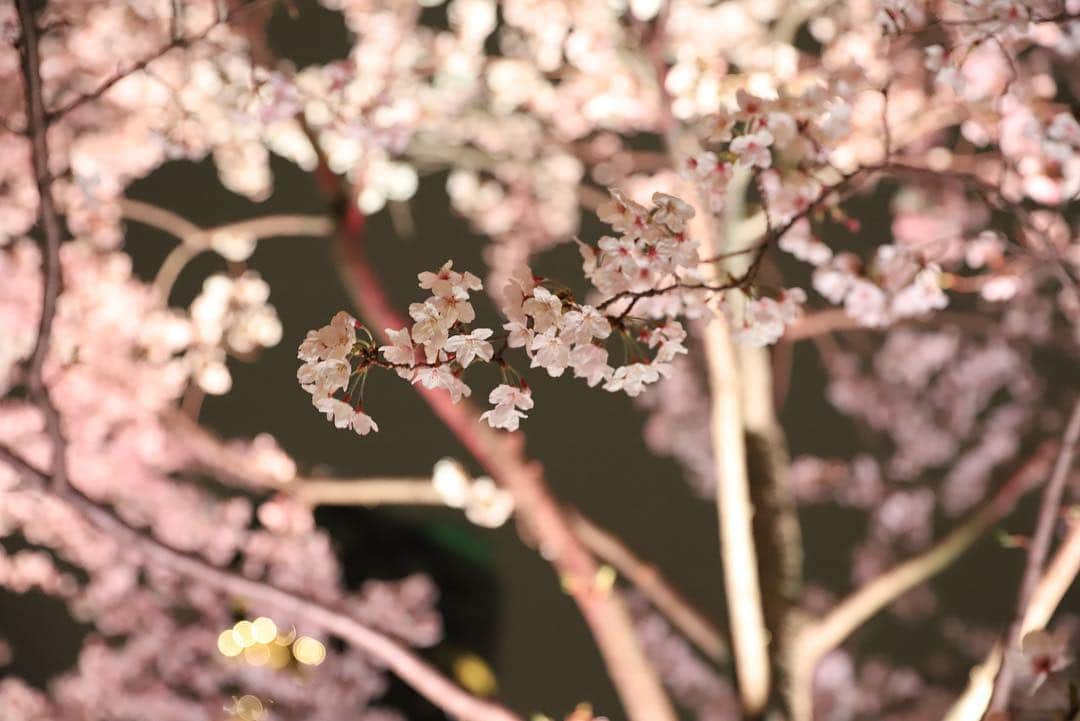 岩隈久志さんのインスタグラム写真 - (岩隈久志Instagram)「今日は体のケアのあとに８年ぶりに日本の夜桜見物をしました！﻿ 次女は生まれてすぐにアメリカに行ったので、生まれて初めて日本の桜を見て嬉しそうでした^_^﻿ ﻿ #cherryblossom」4月1日 21時42分 - hisashiiwakuma_21