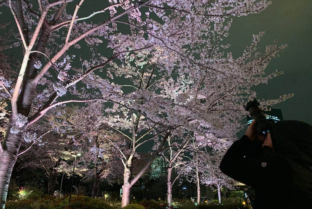 岩隈久志さんのインスタグラム写真 - (岩隈久志Instagram)「今日は体のケアのあとに８年ぶりに日本の夜桜見物をしました！﻿ 次女は生まれてすぐにアメリカに行ったので、生まれて初めて日本の桜を見て嬉しそうでした^_^﻿ ﻿ #cherryblossom」4月1日 21時42分 - hisashiiwakuma_21